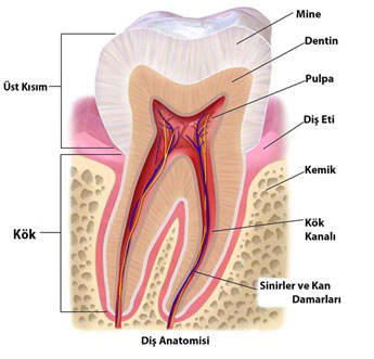 Diş Yapısı ve Diş Anatomisi | Ağız Yapısı | Dentin, Pulpa ve Mine Tabakası Nedir?